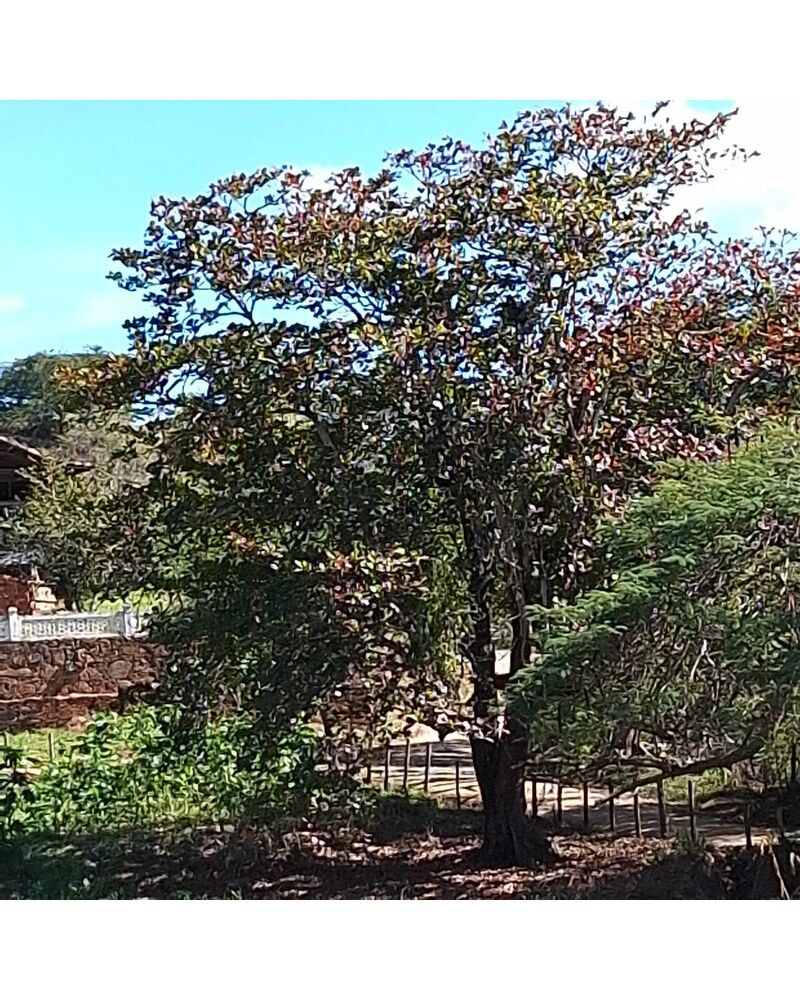 Fazenda Dom Tapparo - La distillerie